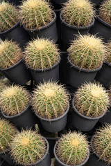 Round prickly cacti in pots. Vertical background