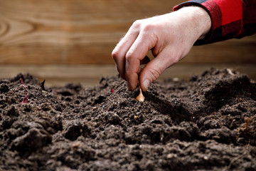 Farmer planting seeds in the ground, close-up of gardener's hands planting seedlings and seeds in soil