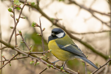 Great tit on a budding branch in spring