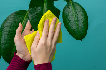 Young girl's hands are wiping large leaves of ficus plant with wet yellow microfiber piece of material. House plants care