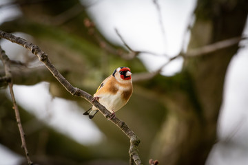 Gold Finch perched on a branch