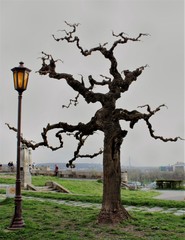 tree in the Hari Poter