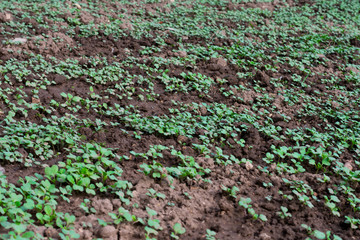 A lot of young plants of mustard are seyed by broadcast sowing on the ground in a vegetable garden...