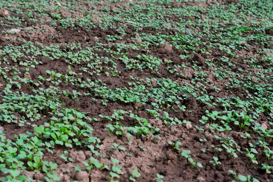 A lot of young plants of mustard are seyed by broadcast sowing on the ground in a vegetable garden as a fast growing green manure and effectively suppress weeds