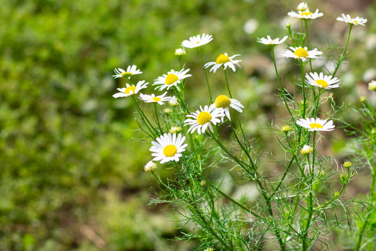 Group of chamomile flowers are arowing on field.Beautiful nature scene with blooming medical chamomiles in sunny day. Alternative medicine herbs.
