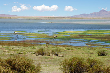 Lagune protégée du désert d'Atacama