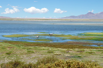 Lagune protégée du désert d'Atacama