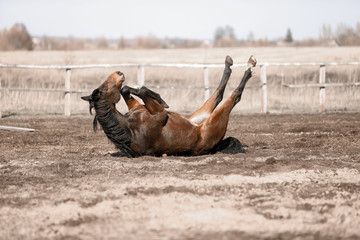 Beautiful horses run in the arena 