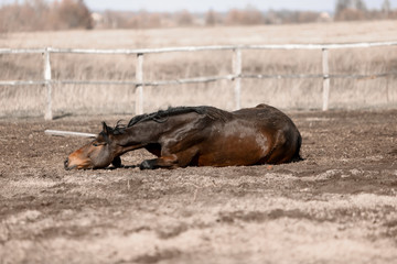 Beautiful horses run in the arena 