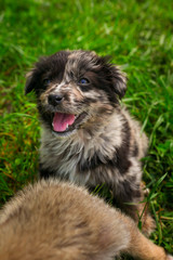 Naklejka na ściany i meble Cute puppy dog in the yard in grass
