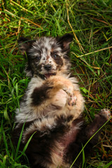 Naklejka premium Cute puppy dog in the yard in grass