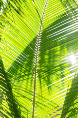 Fototapeta na wymiar Rays of the sun through palm leaves. Soft focus. Jungle nature. Close-up of a saturated green palm leaf.
