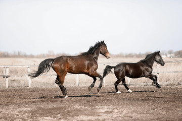 Beautiful horses run in the arena 