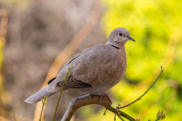dove in a garden in Provence