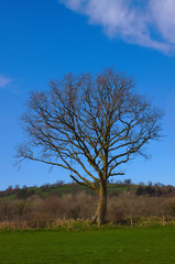 tree in the field