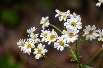 white daisies in the garden