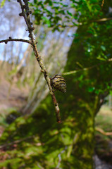 pine cone on twig