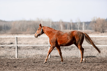 Beautiful horses run in the arena 