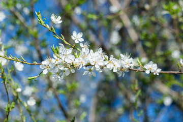 Blüte