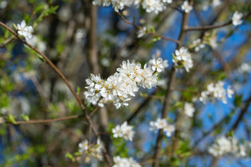 Blüte