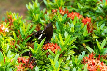 Incredibly beautiful day tropical butterfly Papilio maackii pollinates flowers. Black-white...