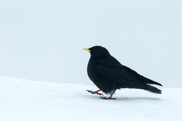 Yellow billed chough close up portrait, winter, bird silhouette. Beautiful black birdin winter. clean white background, Swiss Alps, alpine wildlife scenery, Switzerland