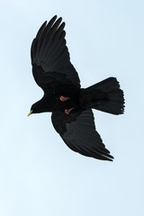 Yellow billed chough in flight, close up portrait, winter, bird silhouette. Beautiful black birdin winter. flying bird on clean white background, Swiss Alps, alpine wildlife scenery, Switzerland