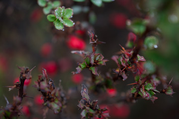 red berries of a barberry
