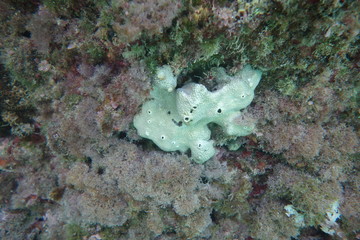  Underwater photos from Albania