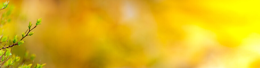 panoramic view of  new buds on colourful bokeh background in early spring