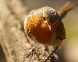 The Robin with its red breast and connection to Christmas has often been voted Britain's favourite bird despite its aggressive and territorial nature