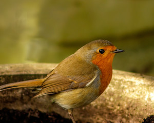 Legend and folklore has it that the popular Robin got its redbreast when it was scorched fetching water for souls in purgatory