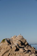 Seagull on rocks