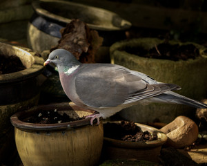 The Wood Pigeon is one of the commonest birds in Britain in both the town and the countryside where farmers think of it as a pest because it eats their crops
