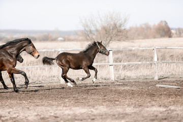 Beautiful horses run in the arena 