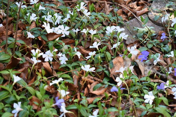 Natur