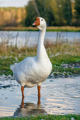 The goose is standing in a puddle