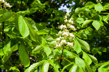 Flowering branches of chestnut Castanea sativa tree, and bright blue sky