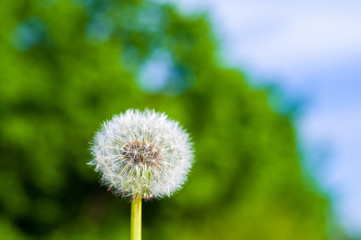 Dandelion seeds in sunlight on spring green background, macro, close-up