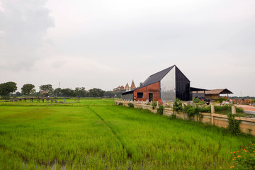 Obraz premium walkway in green rice field