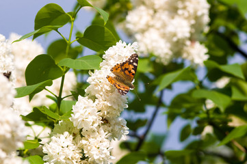 Butterflies flies to a blossoms lilac flowers, bright beautiful abstract spring background.