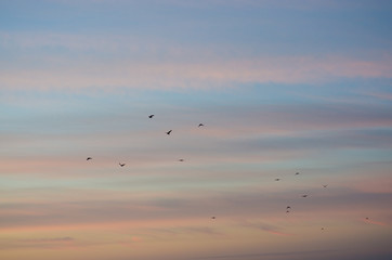 flock of flying birds in flight