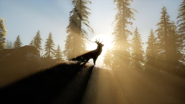 deer male in mountain forest at sunset