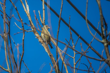 female crossbill feeds itself on a frosty sunny day