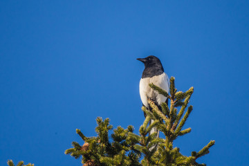 magpie calmly sits on the very top of the pine