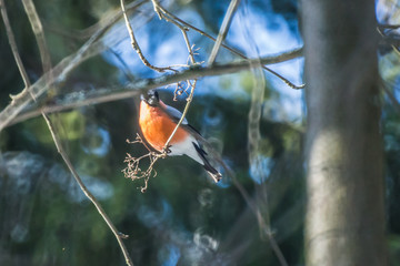 beautiful bullfinch sit on a branch on a clear day