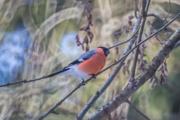 beautiful bullfinch sit on a branch on a clear day