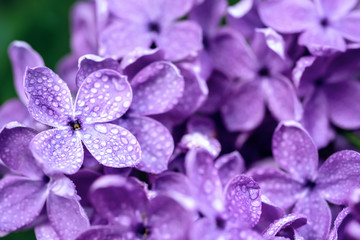 Lilac flowers macro