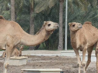 Camels and palm trees