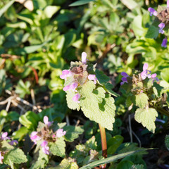Lamium purpureum | Lamier pourpre ou ortie rouge à tige glabre, fleurs rose magenta teintées de violet, feuillage vert pourpré, feuilles nervurés, gaufrés, crénelées et cordiforme  